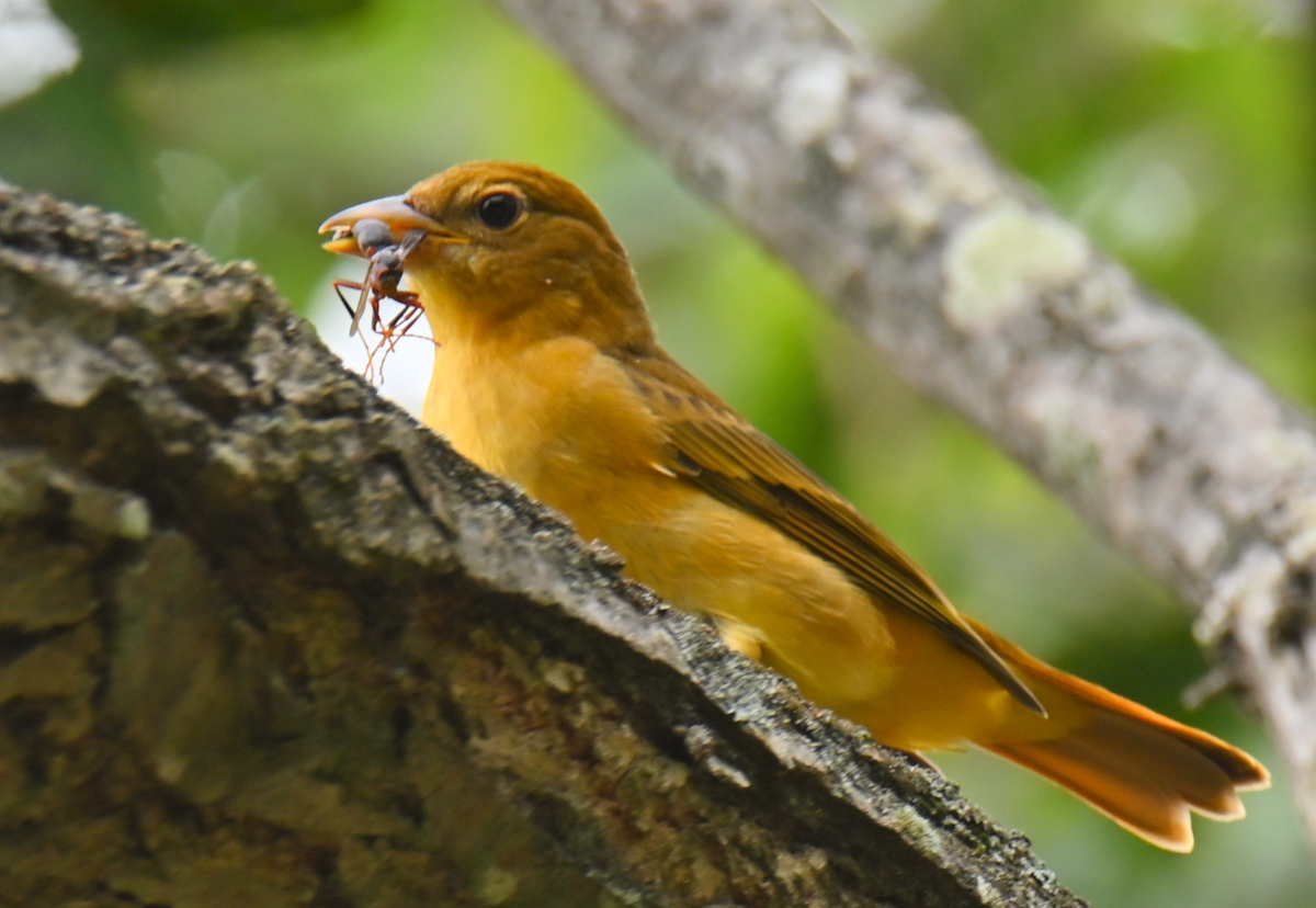 Summer Tanager - ML624097535