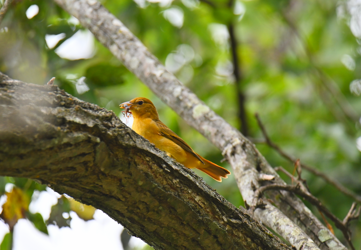 Summer Tanager - Heather Buttonow