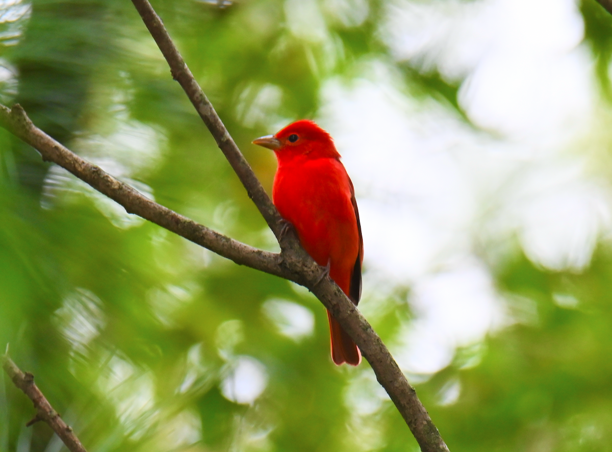 Summer Tanager - ML624097543