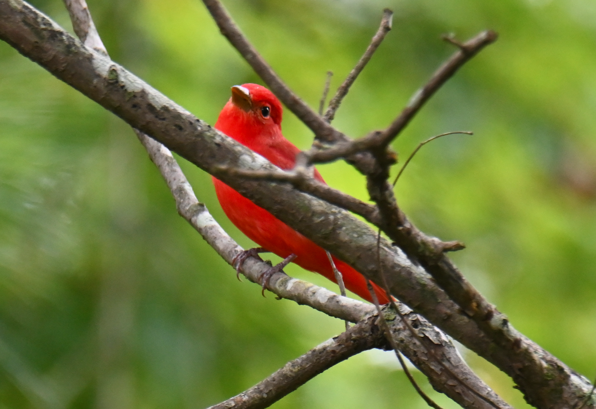 Summer Tanager - ML624097544