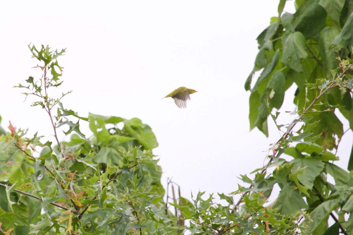 Yellow Warbler (Northern) - ML624097545