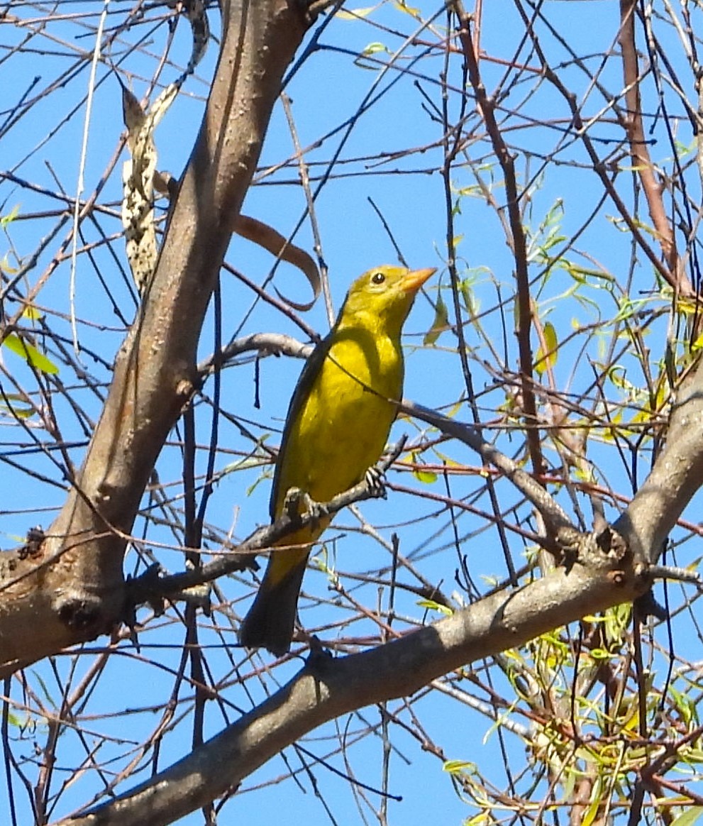 Western Tanager - ML624097546