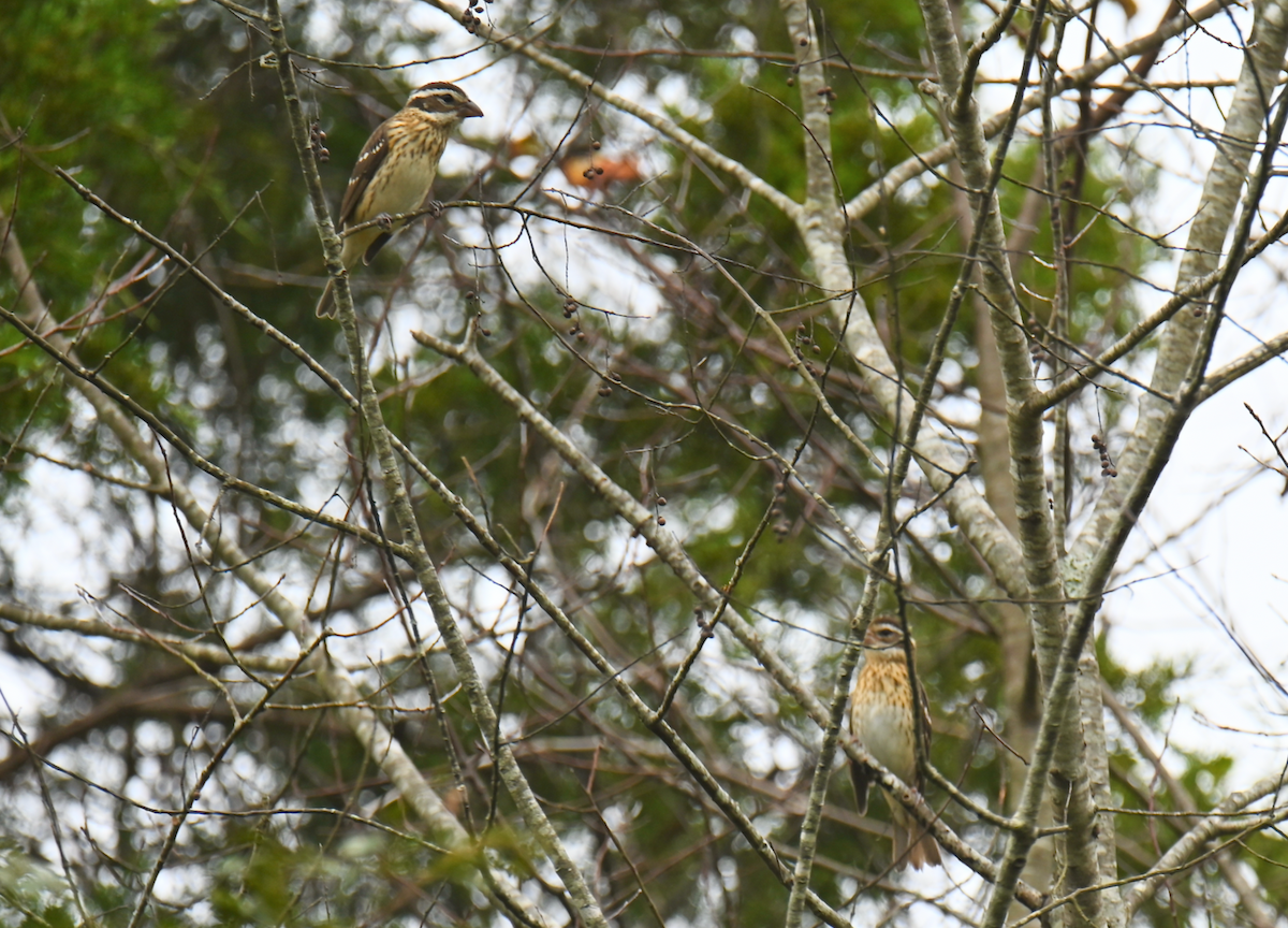 Rose-breasted Grosbeak - ML624097550