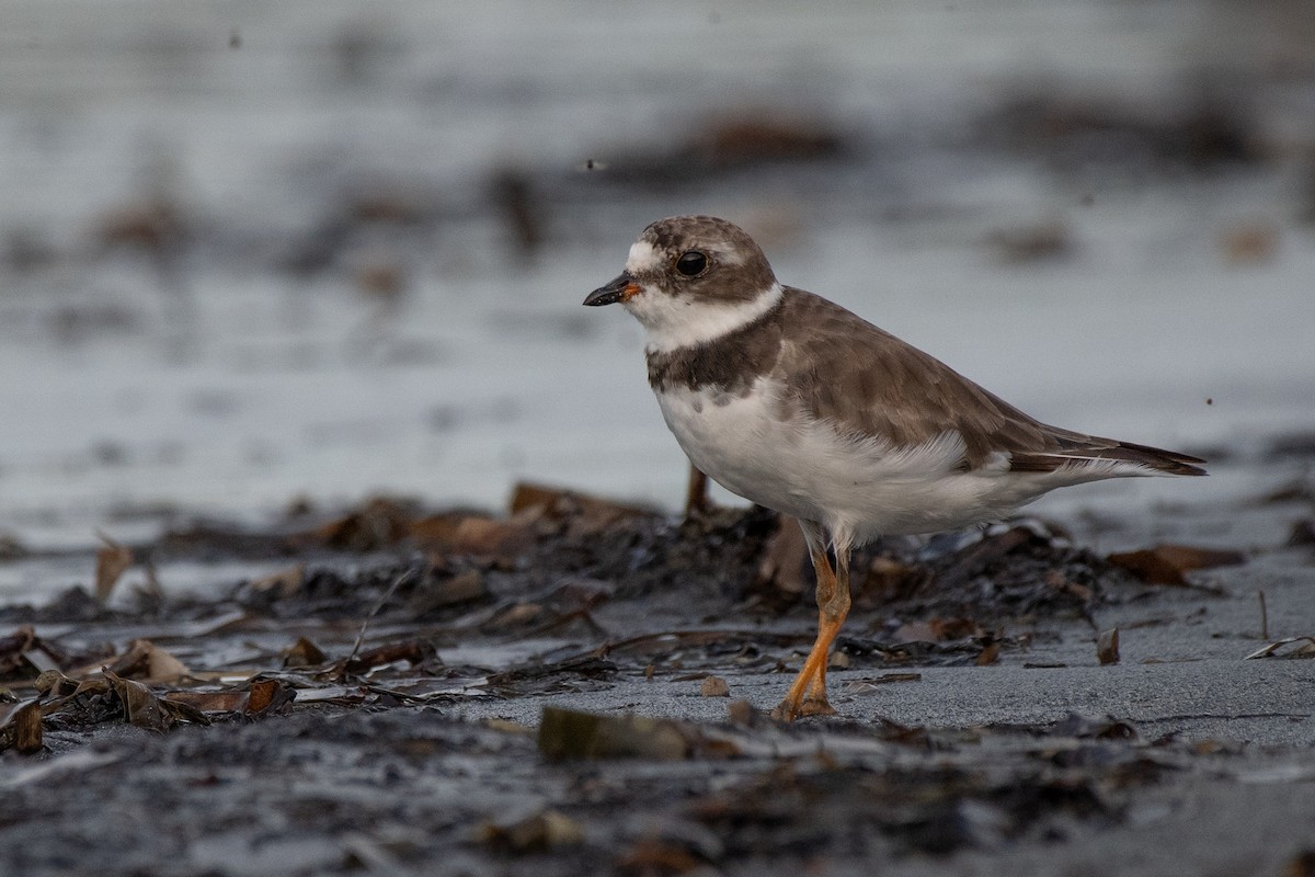 Semipalmated Plover - John Martin