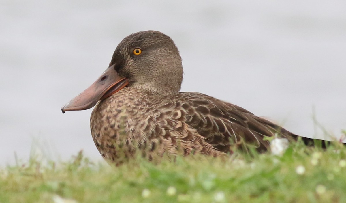 Northern Shoveler - ML624097560