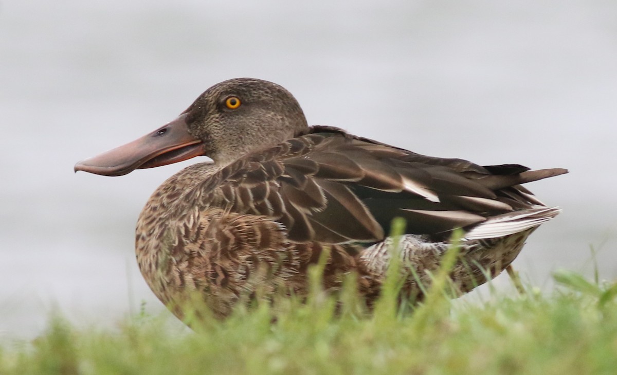 Northern Shoveler - ML624097562