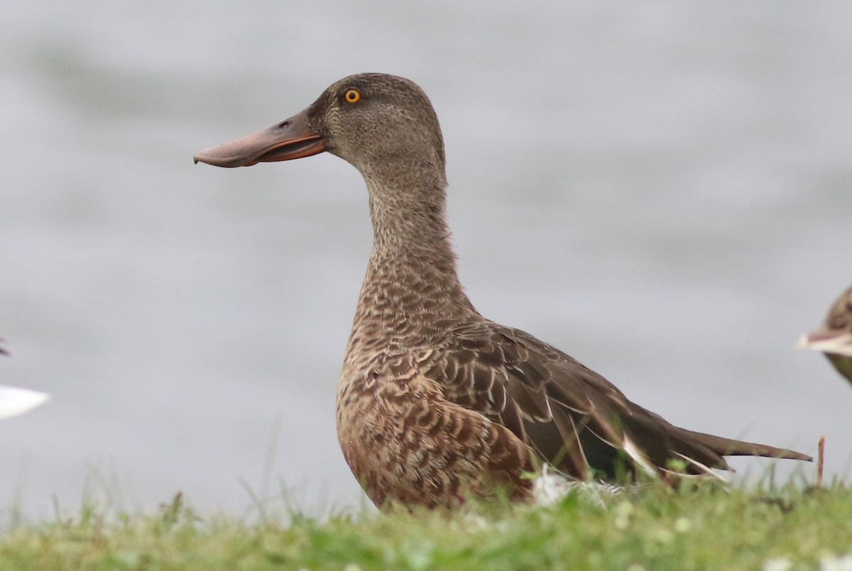 Northern Shoveler - ML624097563