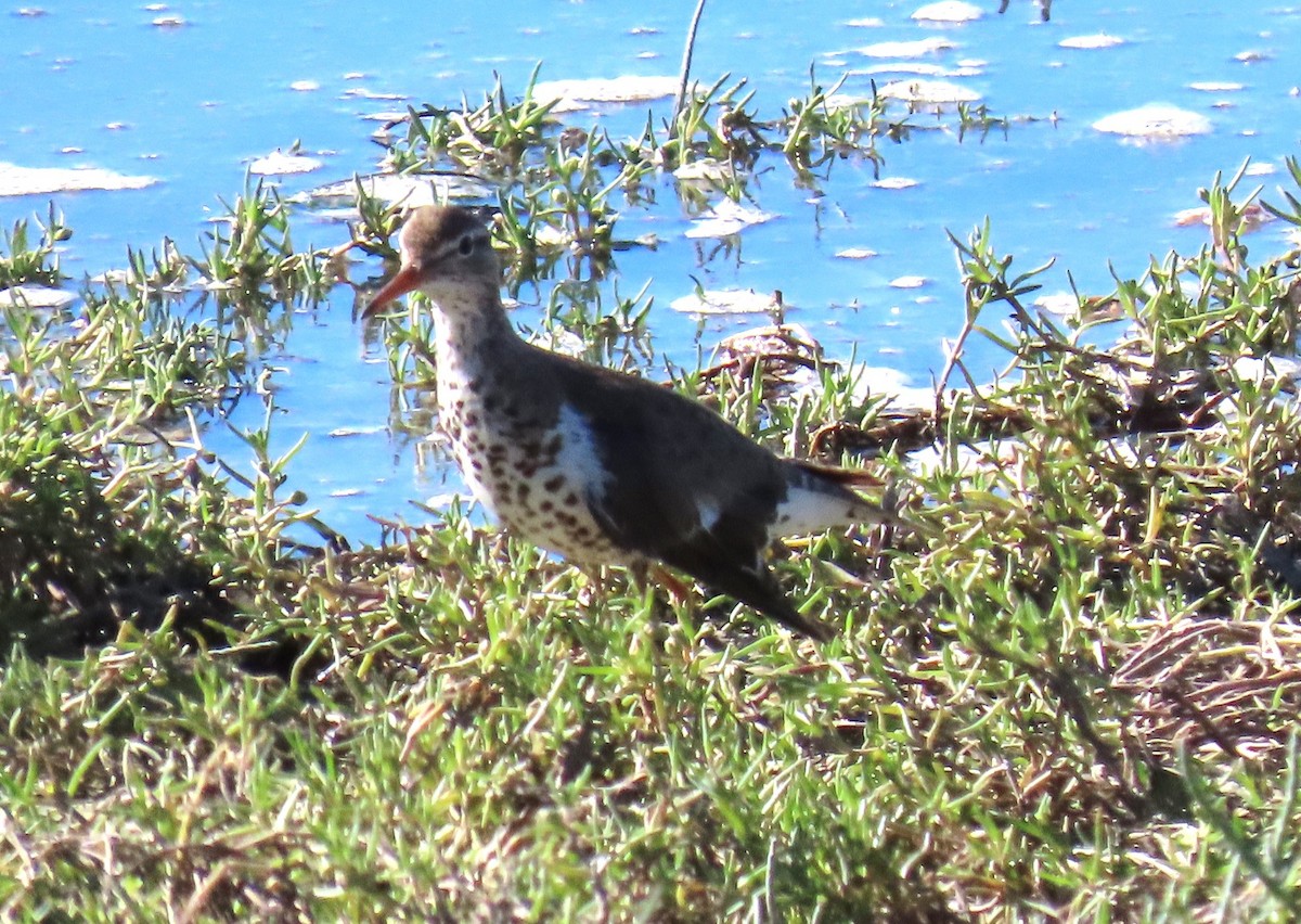 Spotted Sandpiper - ML624097564