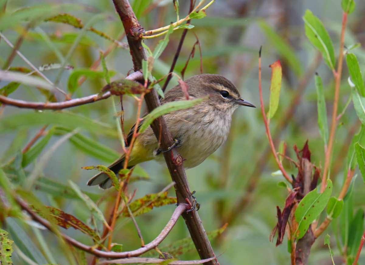 Palm Warbler - ML624097568