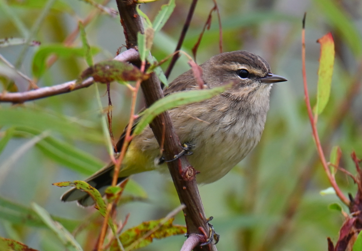 Palm Warbler - ML624097569