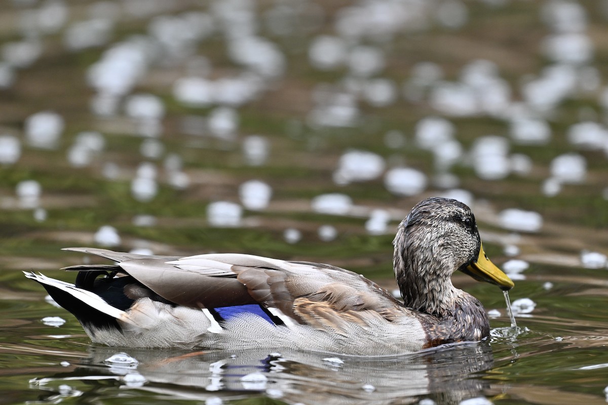 Canard colvert - ML624097576