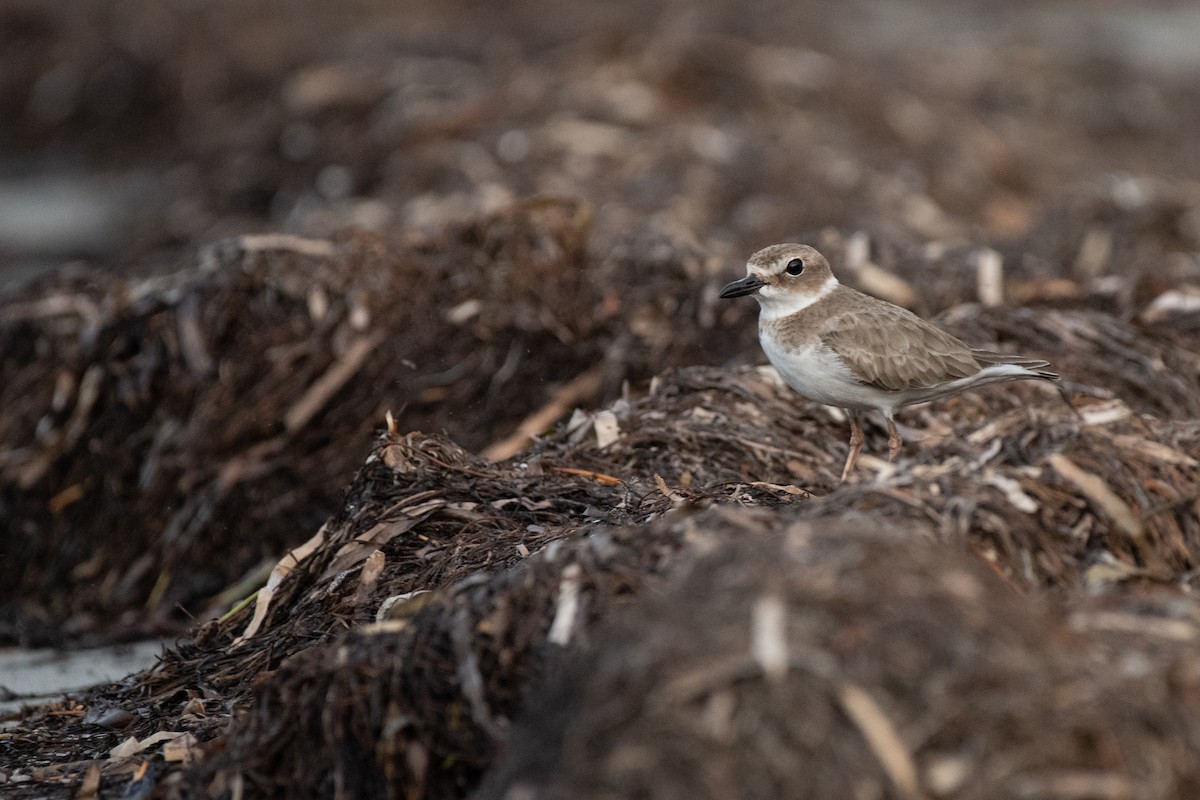 Wilson's Plover - ML624097586