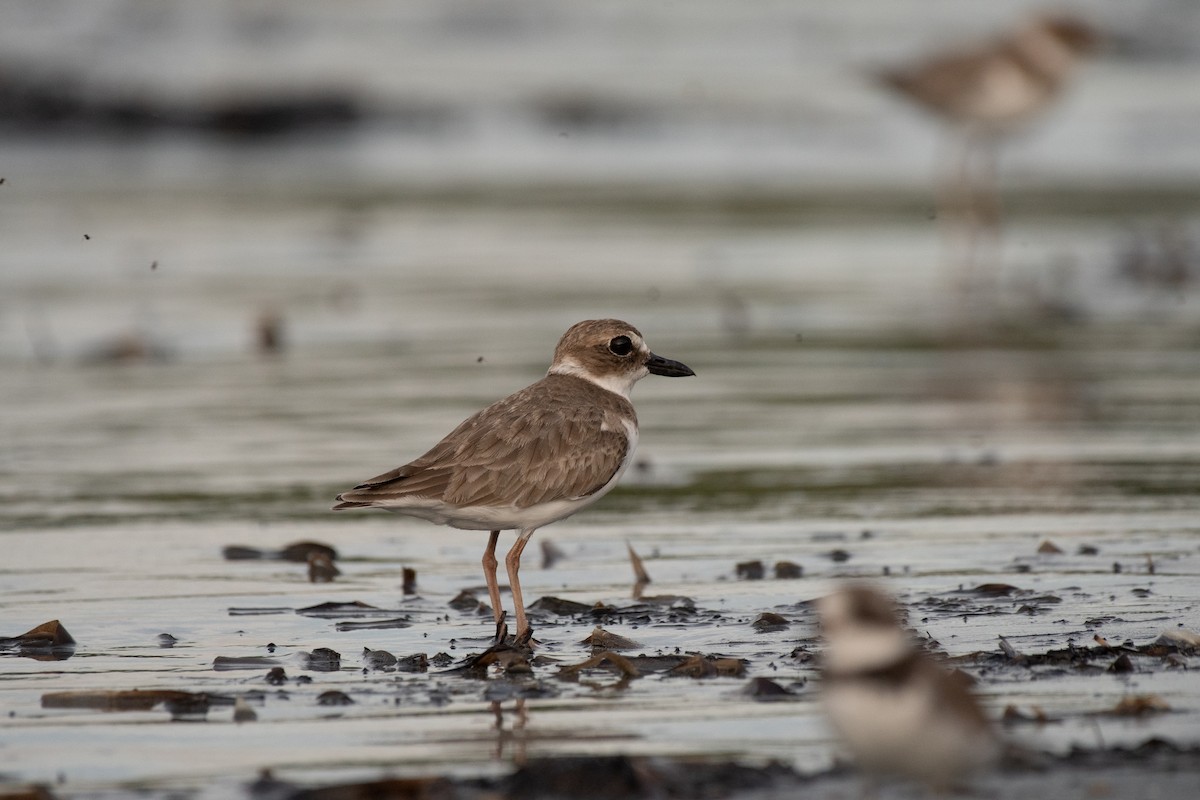 Wilson's Plover - ML624097591