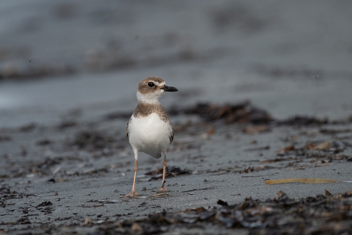 Wilson's Plover - ML624097592