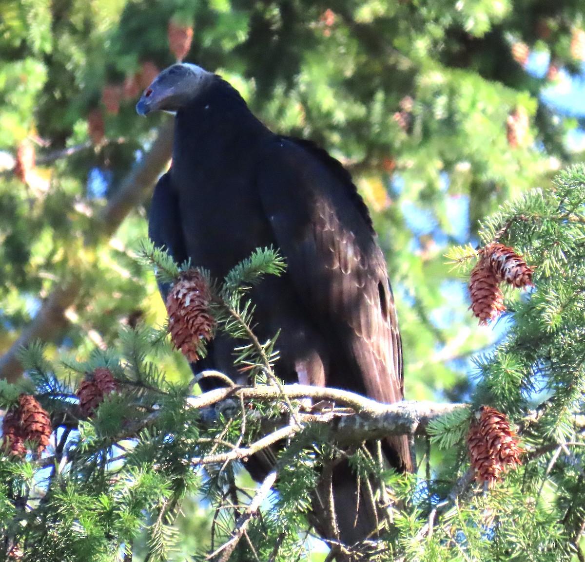 Turkey Vulture - ML624097618