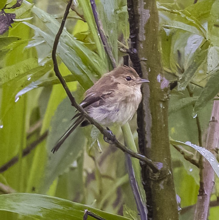 Bran-colored Flycatcher - ML624097662