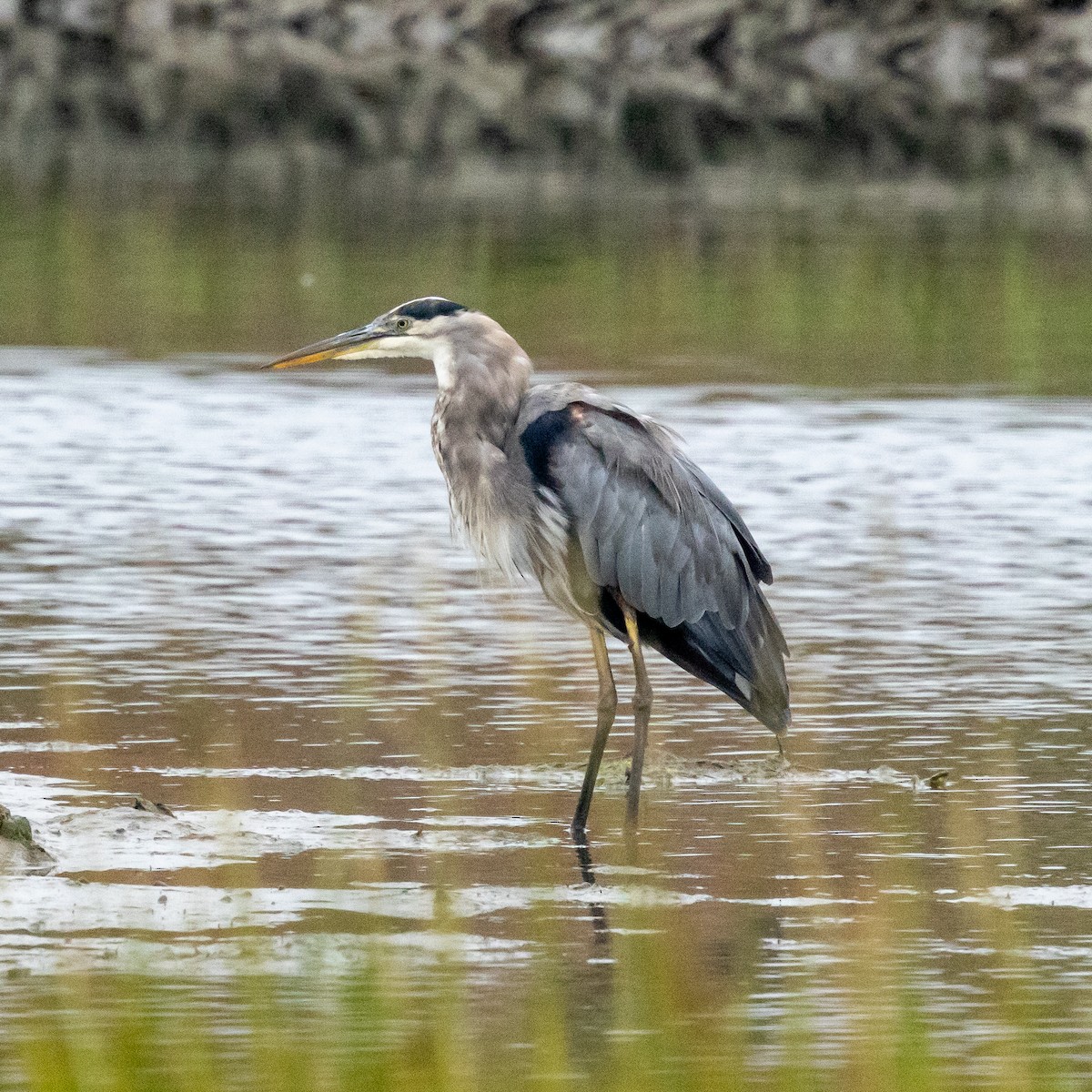 Great Blue Heron - ML624097669