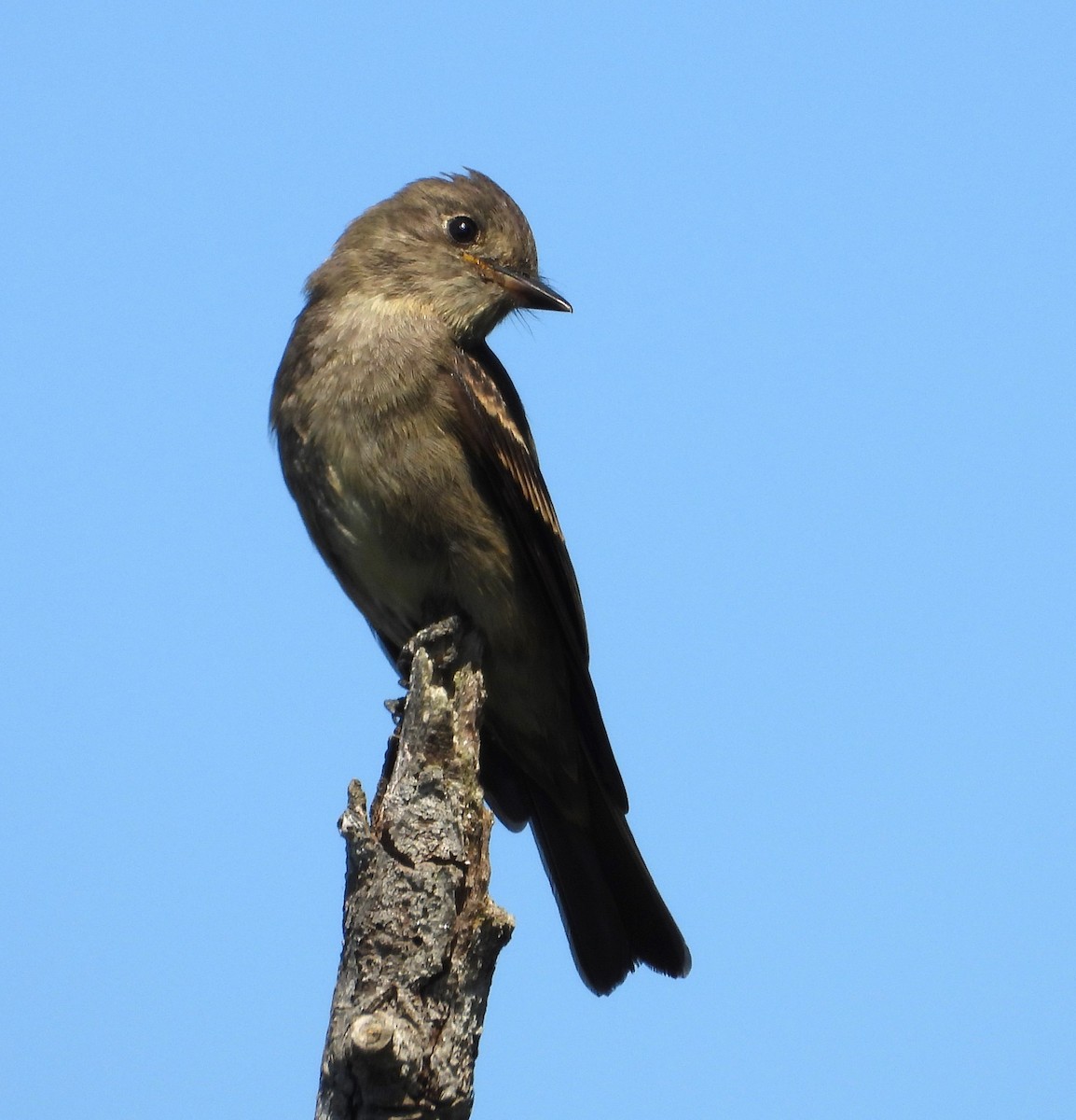 Western Wood-Pewee - ML624097679