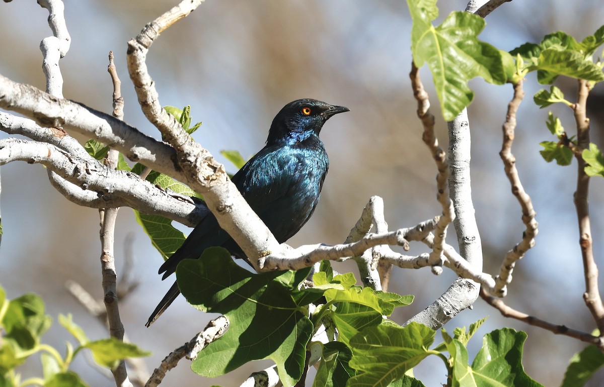 Cape Starling - ML624097681