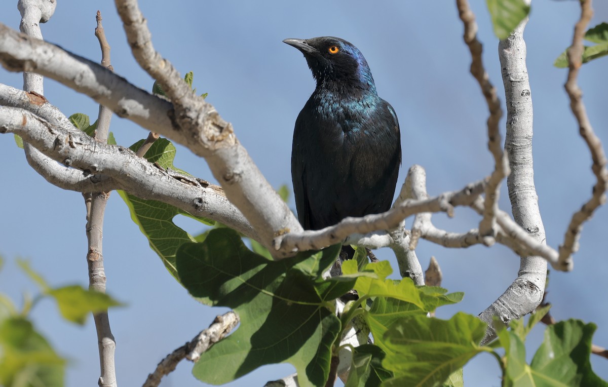 Cape Starling - ML624097682