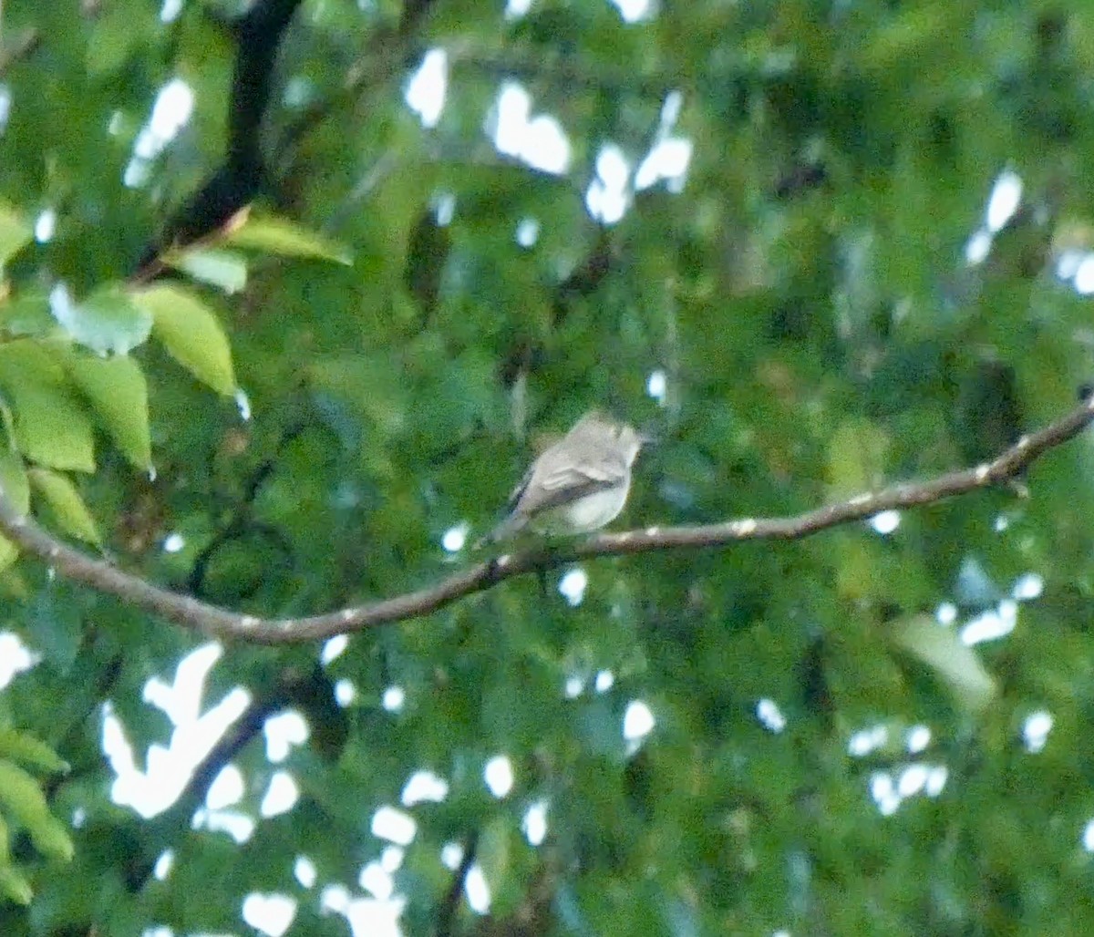 Least Flycatcher - ML624097686