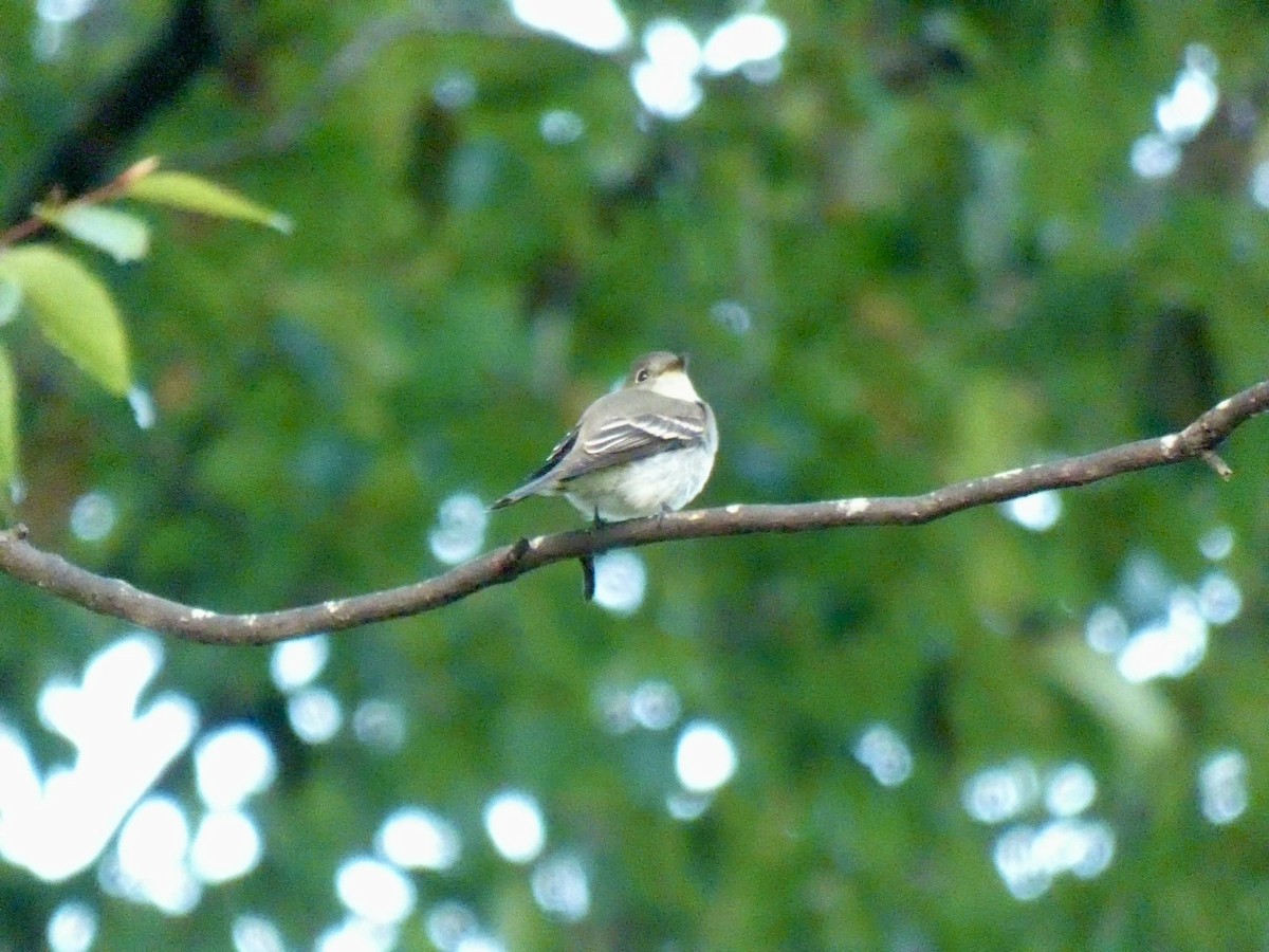 Least Flycatcher - ML624097687