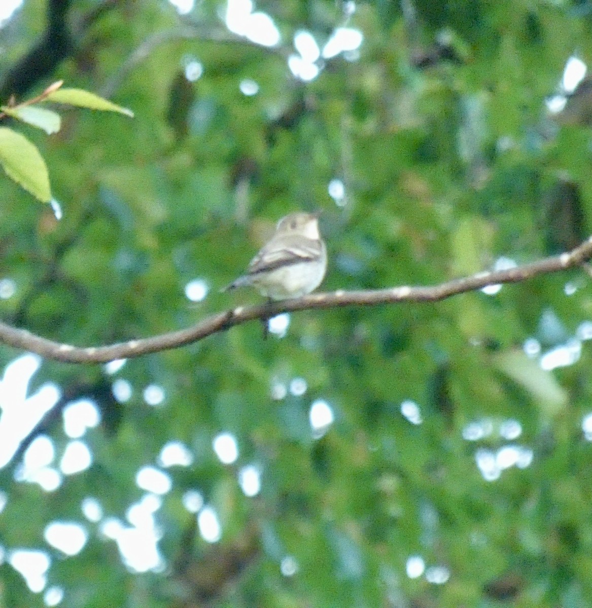 Least Flycatcher - ML624097689
