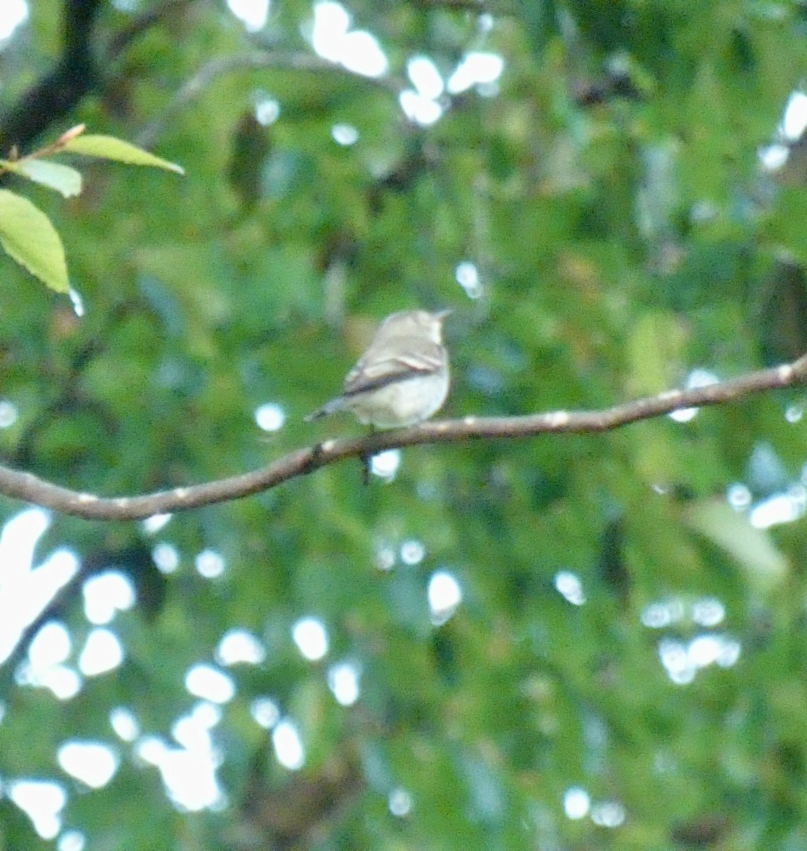Least Flycatcher - ML624097690