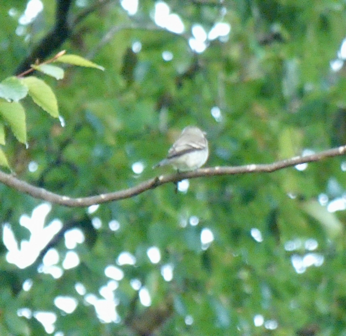 Least Flycatcher - ML624097691