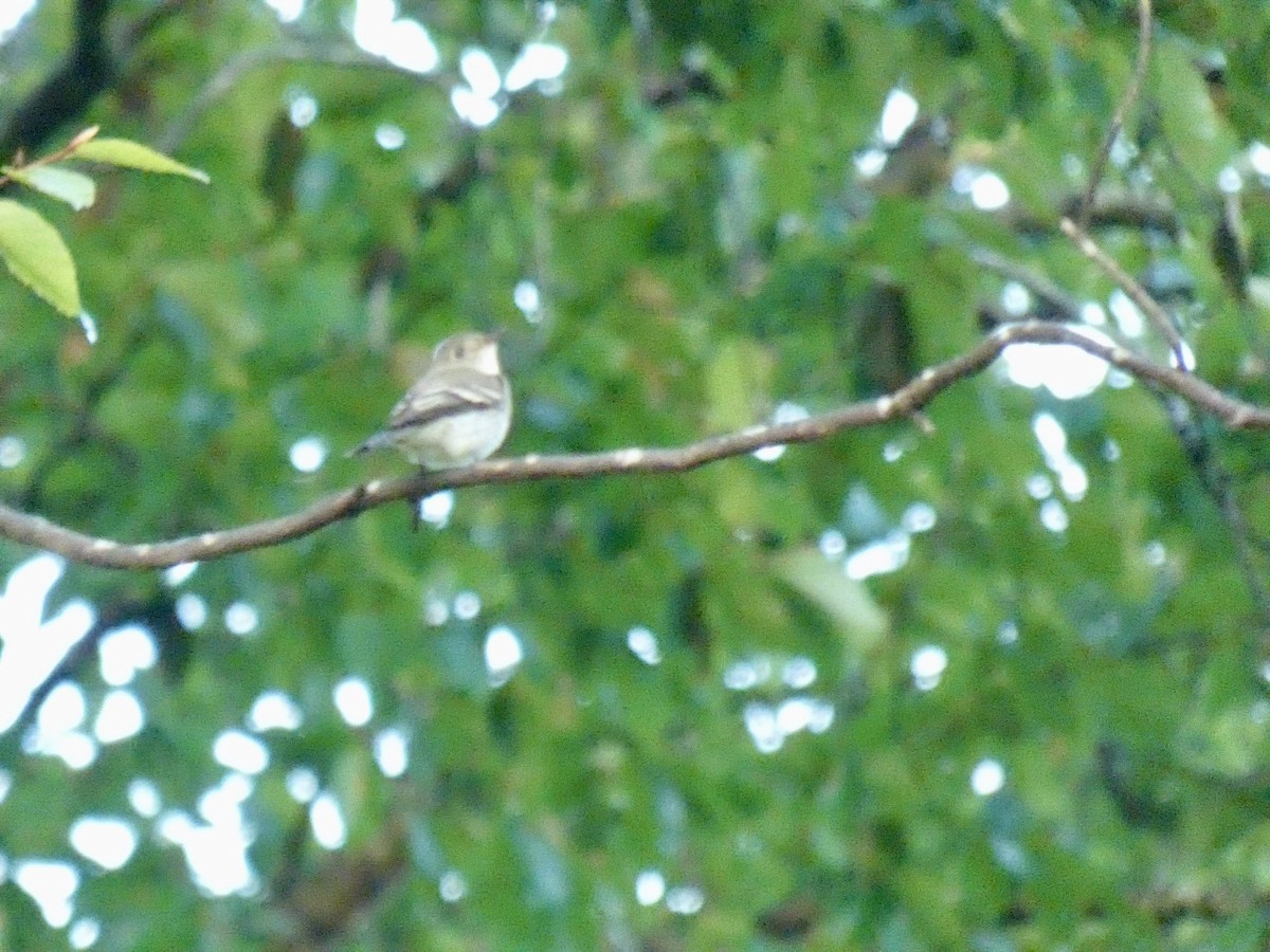 Least Flycatcher - ML624097692