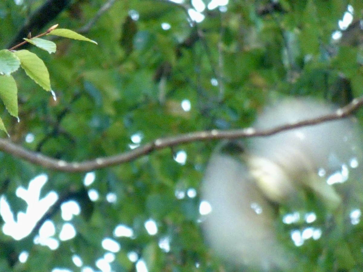 Least Flycatcher - ML624097695