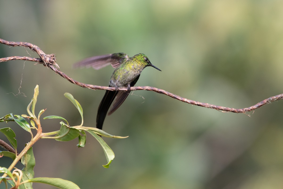 Long-tailed Sylph - ML624097705