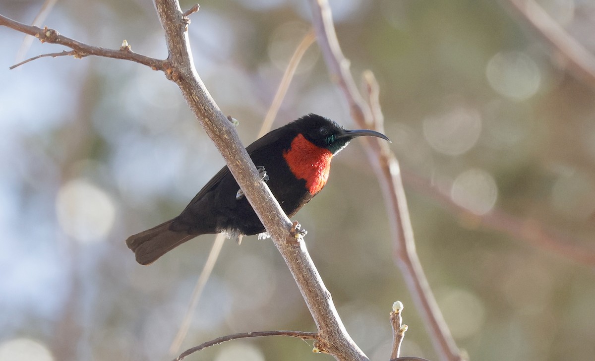 Scarlet-chested Sunbird - ML624097707