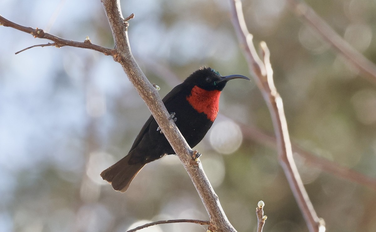 Scarlet-chested Sunbird - ML624097709