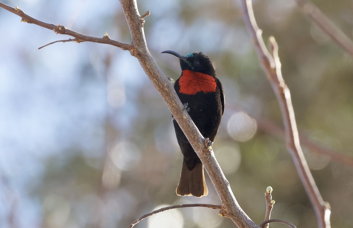 Scarlet-chested Sunbird - Anne Bielamowicz