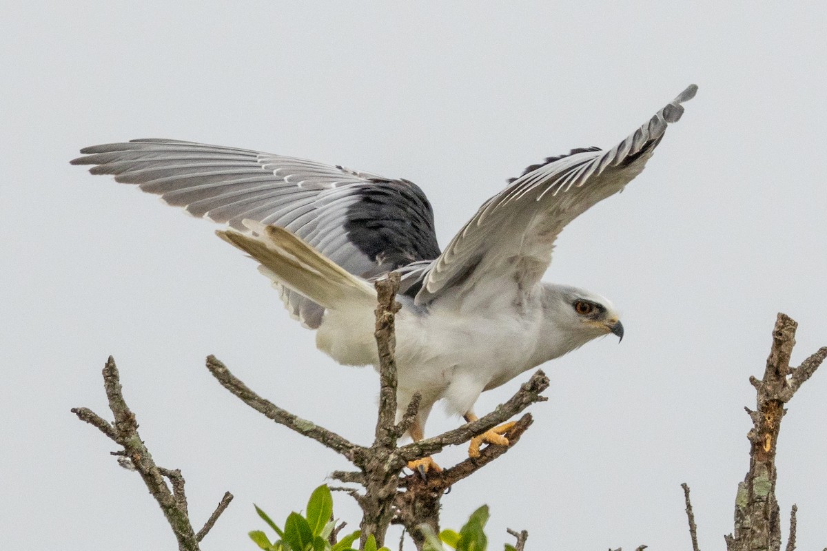 White-tailed Kite - ML624097731