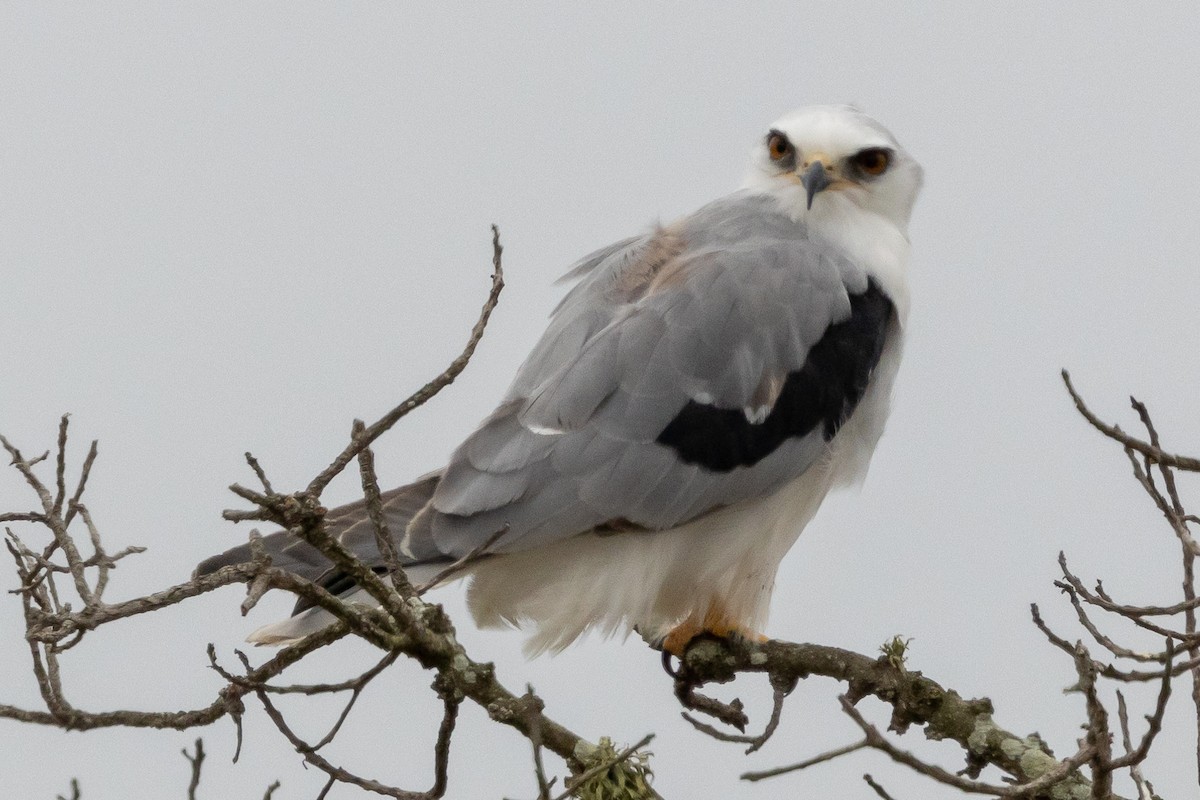 White-tailed Kite - ML624097732