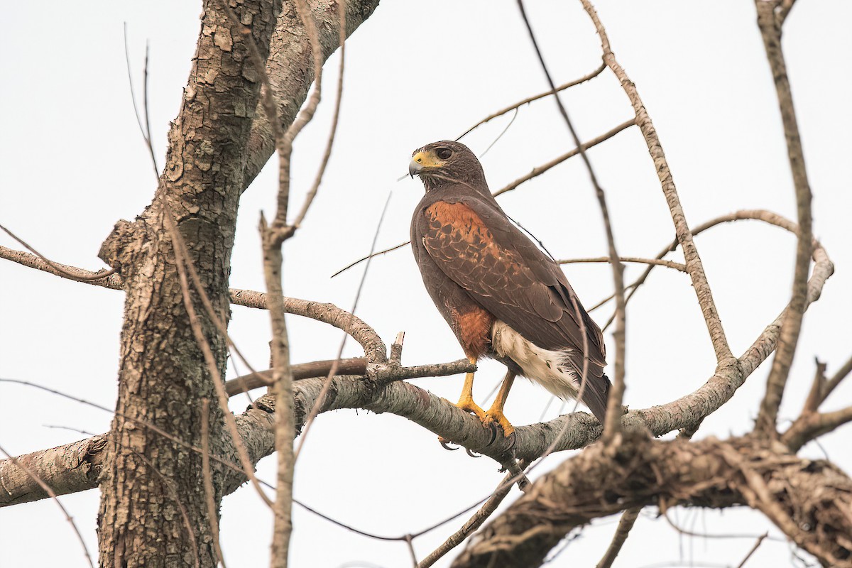 Harris's Hawk - ML624097735