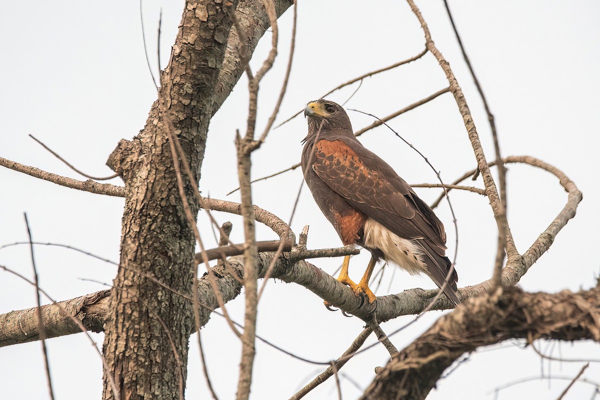 Harris's Hawk - ML624097736