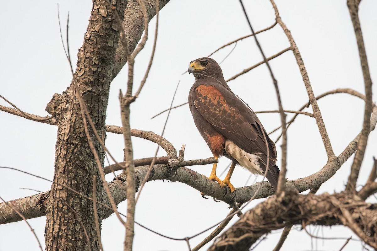 Harris's Hawk - ML624097737