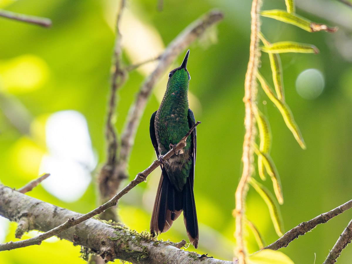 Violet-capped Woodnymph - ML624097739