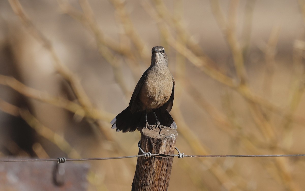 Karoo Scrub-Robin - ML624097743