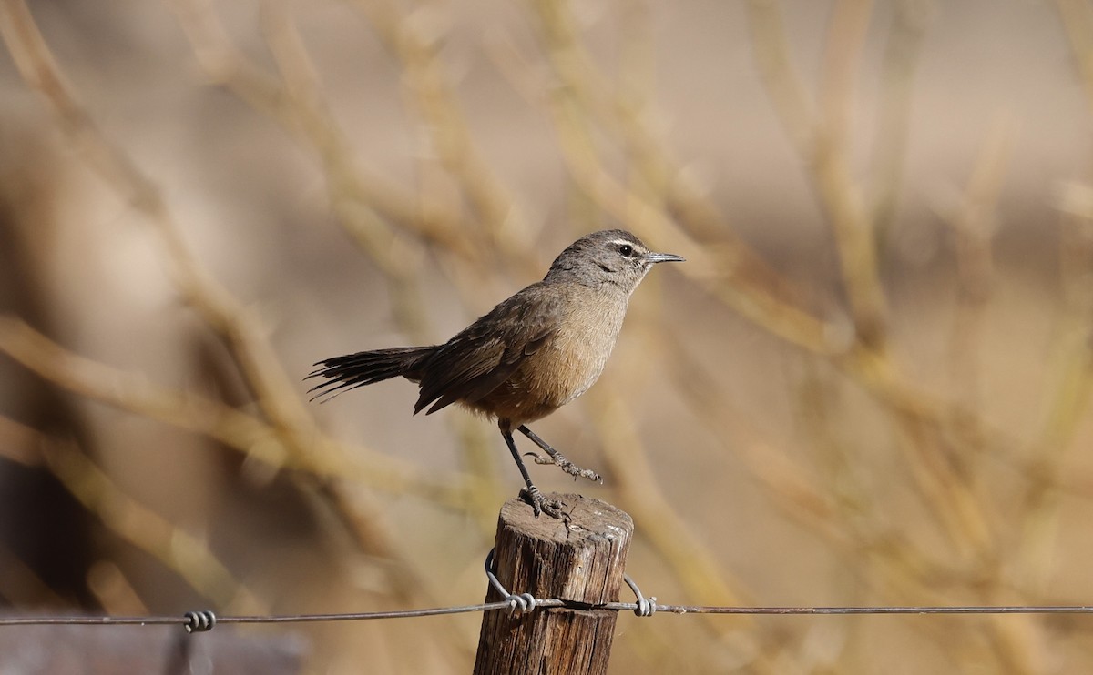 Karoo Scrub-Robin - ML624097747