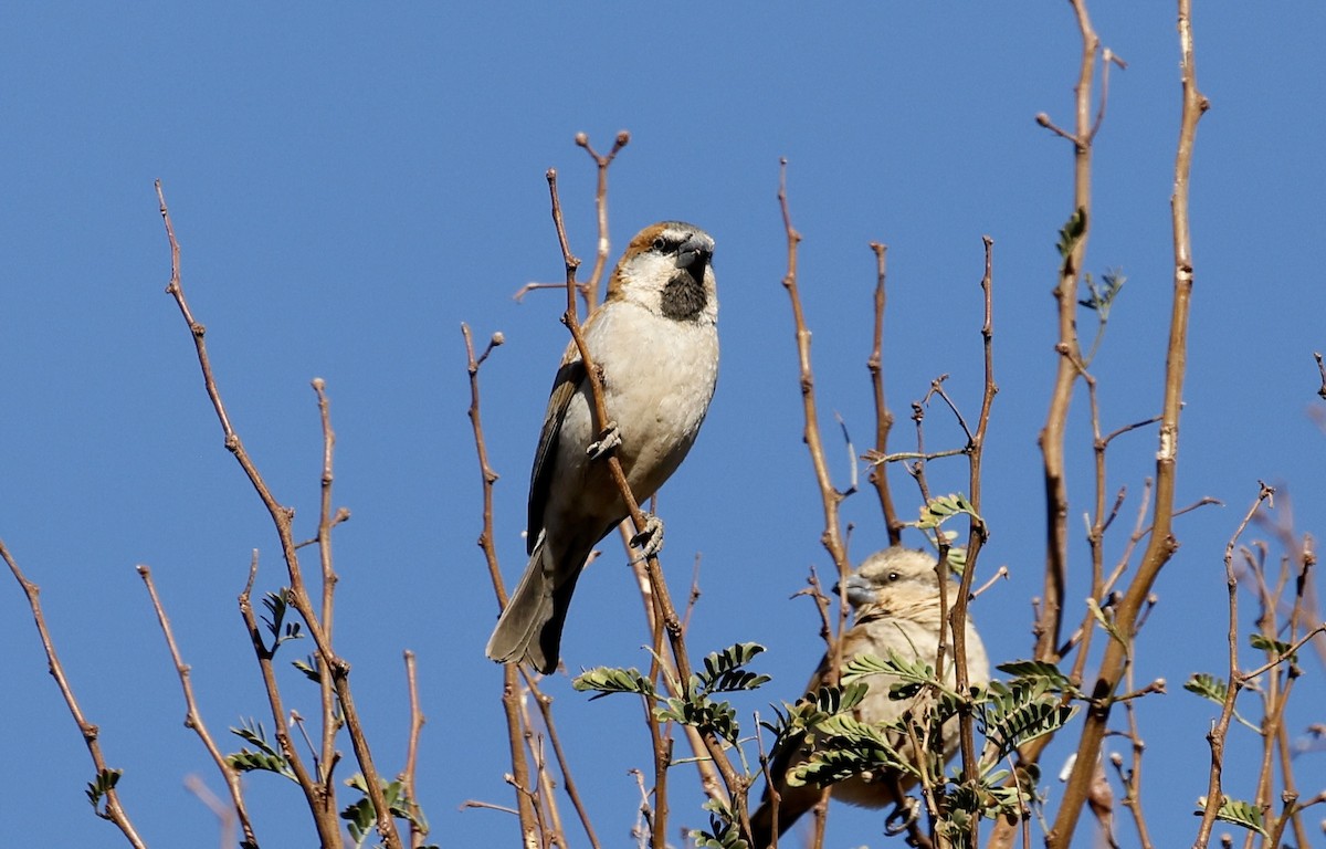 Great Rufous Sparrow - Anne Bielamowicz