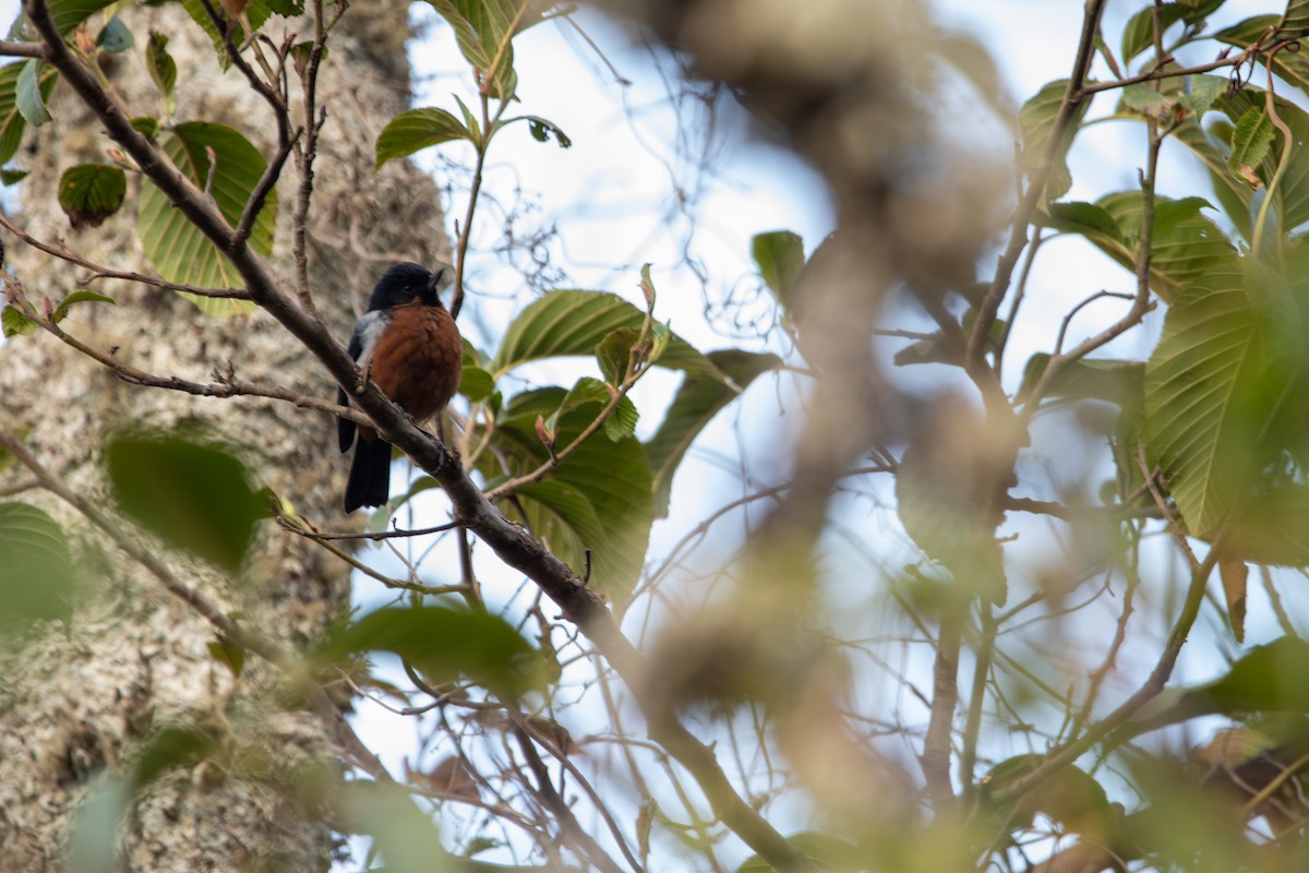 Black-throated Flowerpiercer - ML624097755