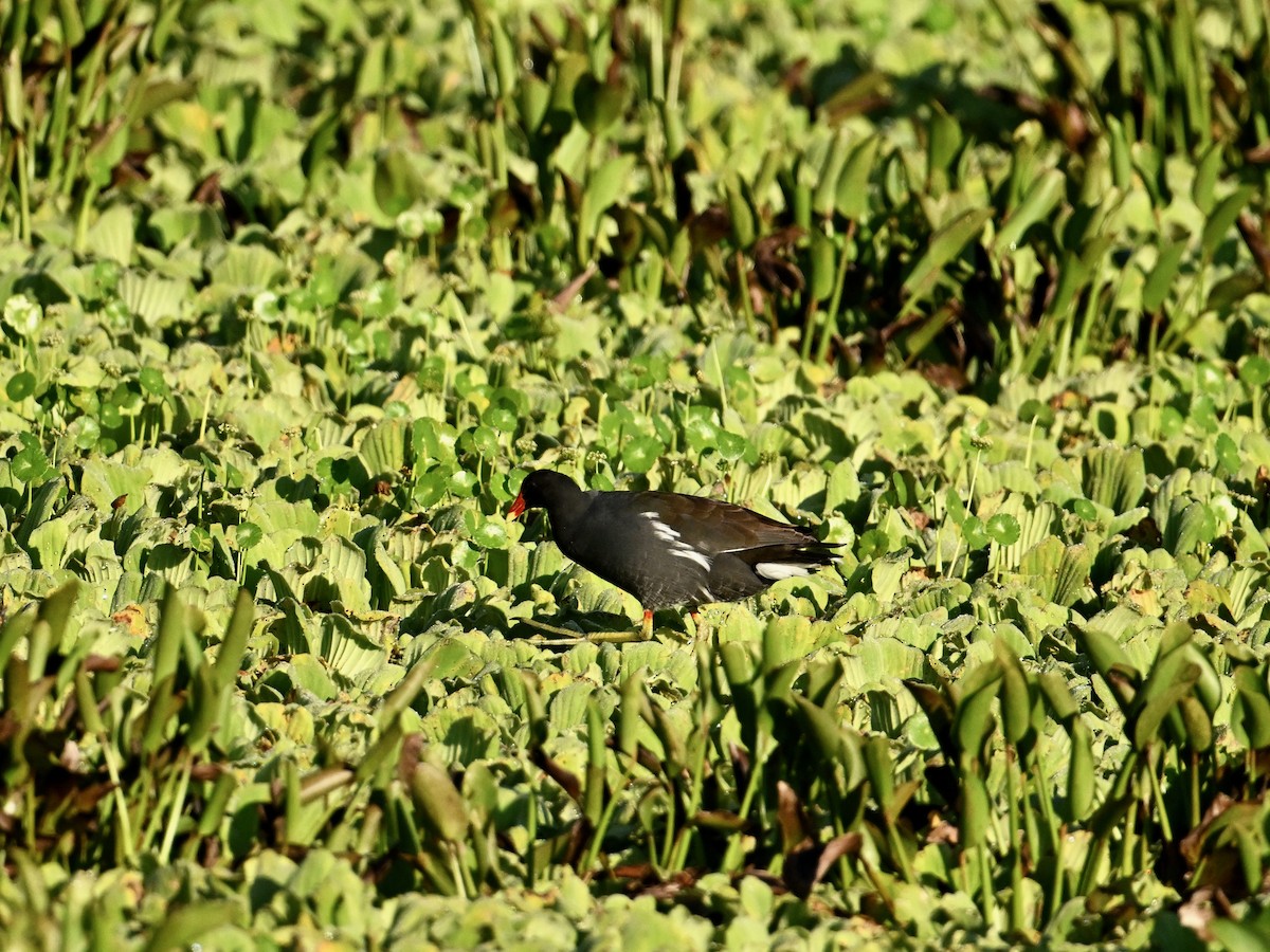 Common Gallinule - Laurence Habenicht