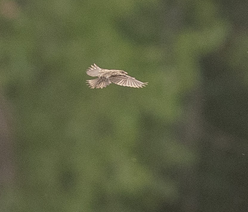 ML624097779 - new world sparrow sp. - Macaulay Library