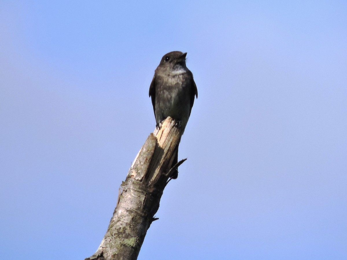 Dark Pewee - ML624097787