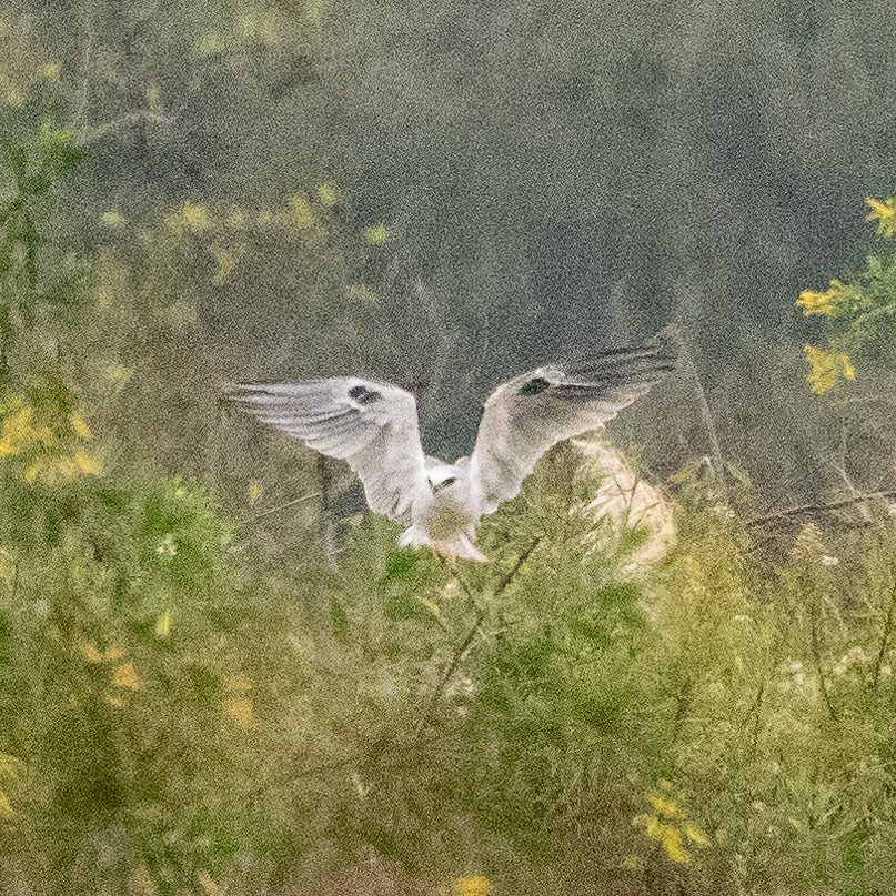 White-tailed Kite - ML624097788