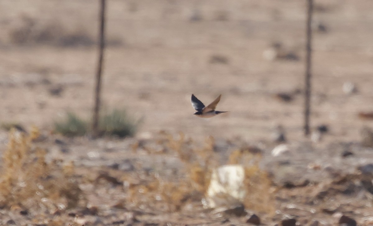 Pearl-breasted Swallow - ML624097791